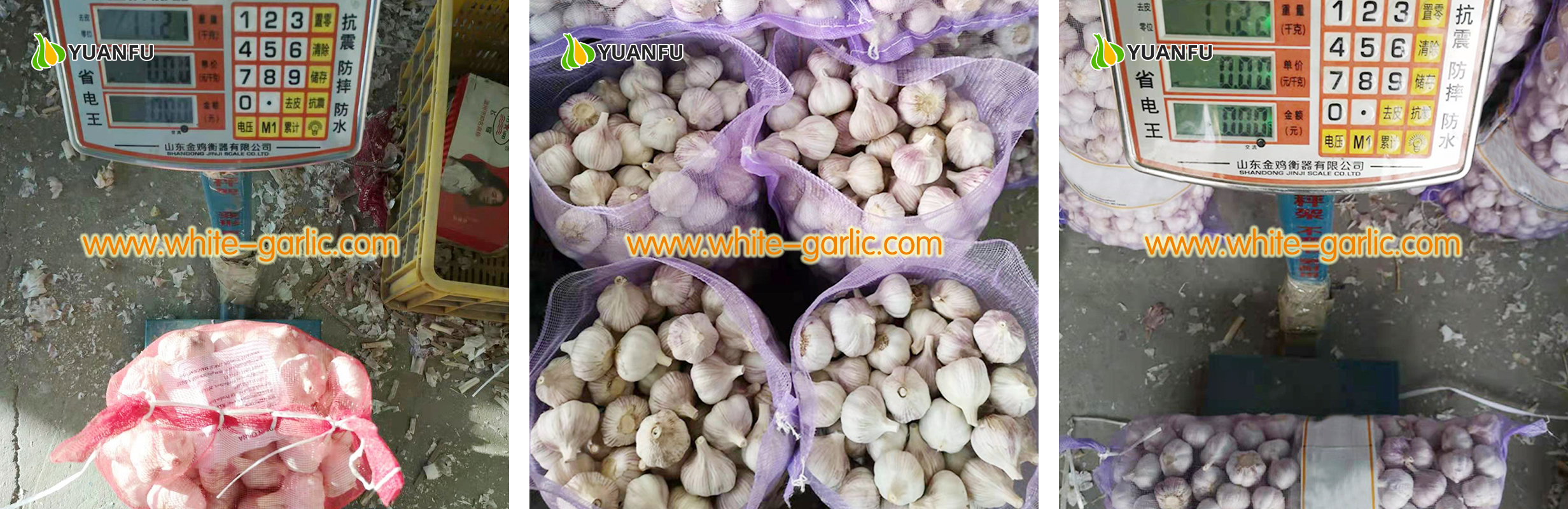 garlic exporters